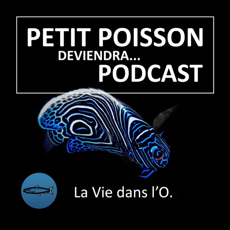 Baleine-sous-gravillon-petit-poisson-deviendra-podcast-serie-audio-documentaire-science-marc-mortelmans